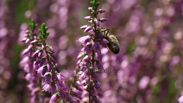 Movie of honey bee pollinating flowering Heather shrub with bokeh background 1080p hd — Stock Video