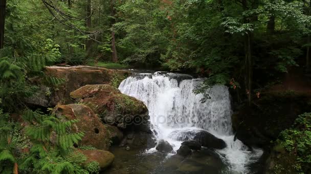 Video de Whatcom Falls en Bellingham WA con sonido de audio de chorro de agua 1080p ud — Vídeo de stock