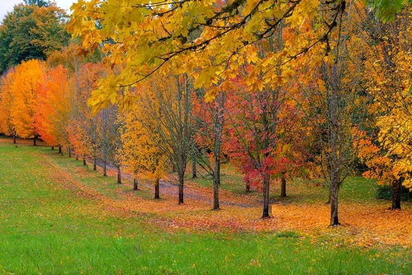 Camino bordeado de árboles con follaje de otoño — Foto de Stock