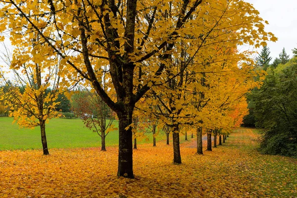 Золотые цвета осени на кленовых деревьях — стоковое фото
