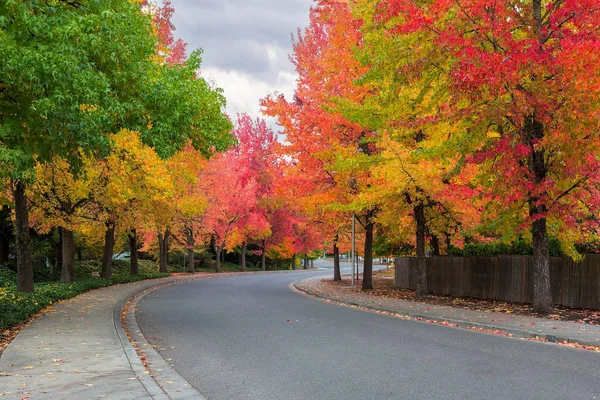 Sweetgum Bäume säumten Straße in Vorort nordamerikanischen Nachbarschaft Straße im Herbst Saison usa — Stockfoto