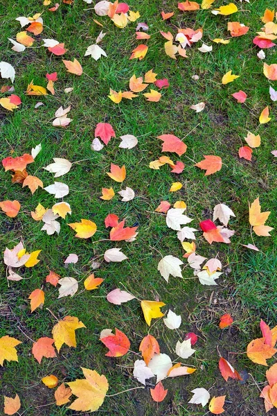 Folhas de Maple Tree queda no gramado verde EUA América — Fotografia de Stock