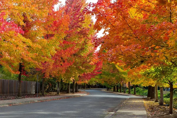 Fall listí na stromě lemované předměstské čtvrti ulice Usa Amerika — Stock fotografie