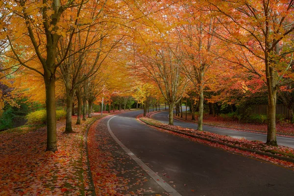 Árboles de arce en colores de otoño en la calle del barrio de los suburbios —  Fotos de Stock