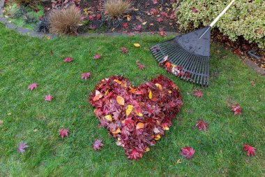 Fallen Leaves Raked into Heart Shape on Green Grass Lawn clipart