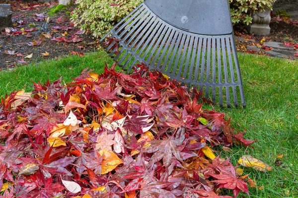 Raking Fall Leaves in Garden Yard — Stock Photo, Image