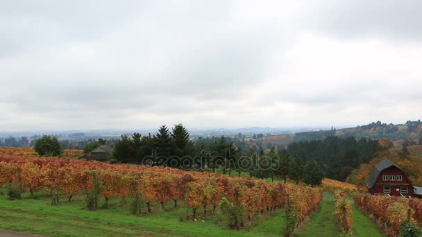 Video panorámico de viñedos en Dundee Oregon durante la colorida temporada de otoño 1080p HD — Vídeos de Stock