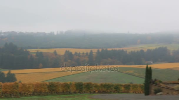 1080p Hd video van wijngaarden in Dundee of pannen tijdens de kleurrijke herfst seizoen — Stockvideo