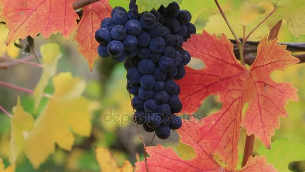 Película de vides portadoras de uva con un racimo de uvas rojas oscuras temporada de otoño 1080p — Vídeos de Stock