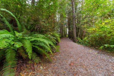 Hiking Trail Whatcom Falls Park Wa devlet ABD