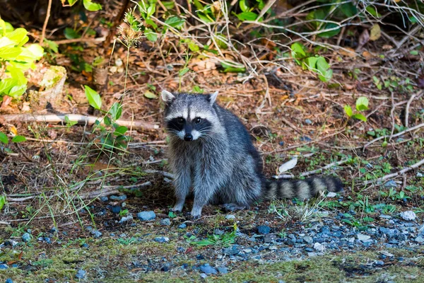 Tvättbjörn på Point Defiance Park Wa staten Usa — Stockfoto