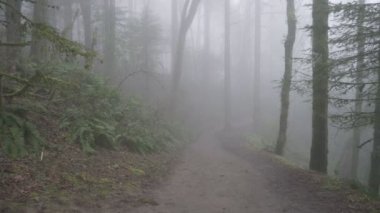 Ultra yüksek çözünürlüklü 4k film iz yeşil eğrelti otları ve ağaçları ile bir erken sisli kış sabahı Uhd hiking, kaydırma