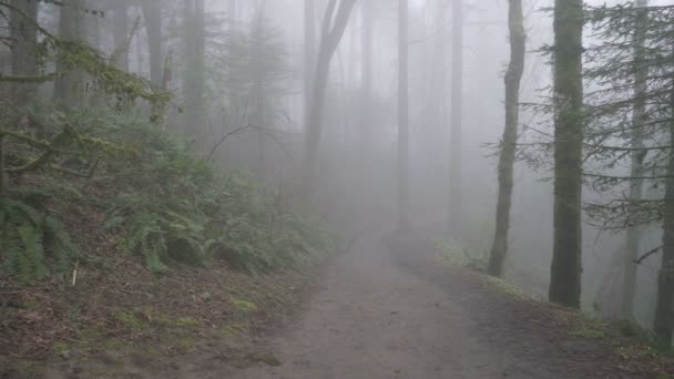 超高清晰度4K 平移与绿蕨和树木的徒步旅行电影一个清晨的雾冬清晨 Uhd — 图库视频影像