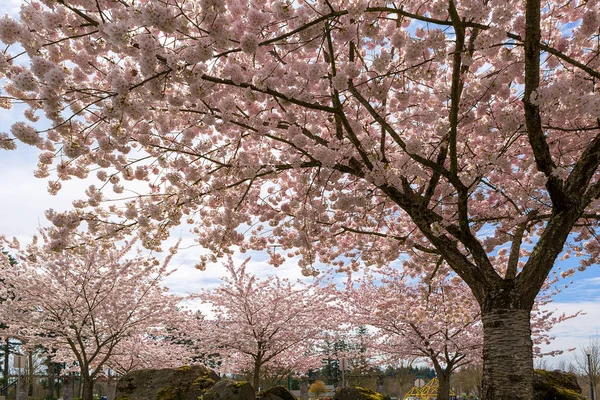 봄에는 공원에서 벚꽃 나무 — 스톡 사진
