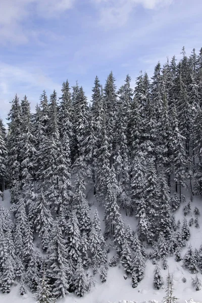 Carpathian winter forest — Stock Photo, Image