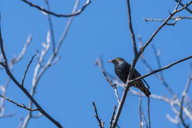 Ağaç dalında küçük bir kuş