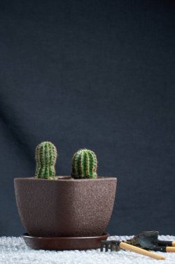 Gri duvar yanında sayaçta seramik tencerede yapay etli bitki