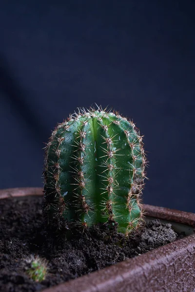 Cactus homeplant en la mesa con herramientas de jardín —  Fotos de Stock