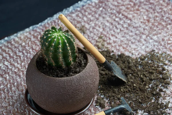 Planta suculenta artificial em vaso cerâmico no balcão ao lado da parede cinza — Fotografia de Stock