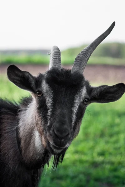 Cara Engraçada Cabra Pequena Cabra Marrom Cabra Doméstica Retrato Cabra — Fotografia de Stock