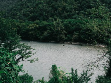 güzel doğa, yaz, orman, güneş