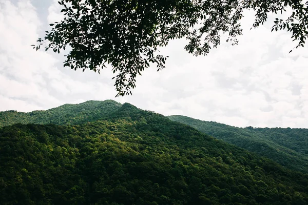 Letní výlet, krásnou přírodu, slunce a lesa — Stock fotografie