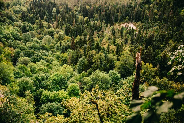 Letní výlet, krásnou přírodu, slunce a lesa — Stock fotografie