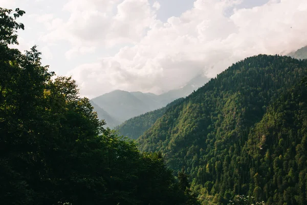 Gita estiva, bella natura, sole e foresta — Foto Stock