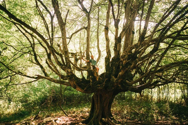 Zomer reis, prachtige natuur, zon en bos — Stockfoto