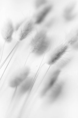 herbarium, pussies, bouquet of flowers on white background