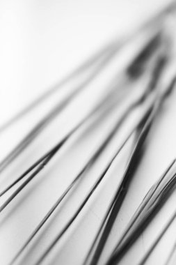 herbarium, pussies, bouquet of flowers on white background