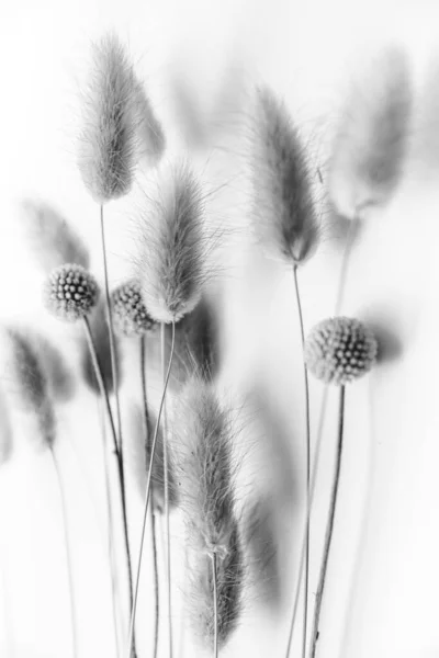 Herbarium Pussies Bouquet Flowers White Background — Φωτογραφία Αρχείου