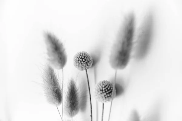 Herbarium Pussies Bouquet Flowers White Background — 图库照片