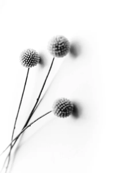 Herbarium Pussies Bouquet Flowers White Background — 스톡 사진