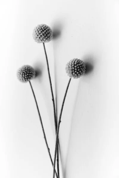 Herbarium Pussies Bouquet Flowers White Background — Stock Fotó