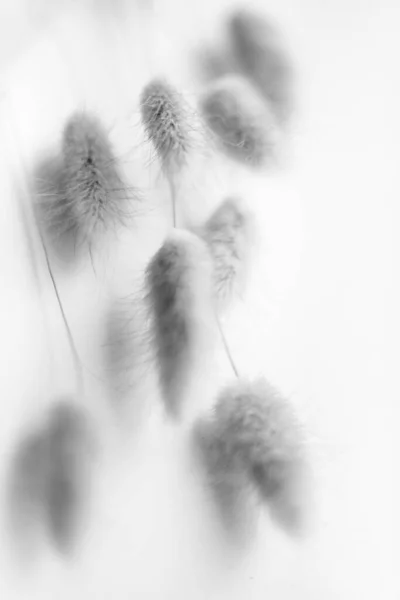 Herbarium Pussies Bouquet Flowers White Background — Stock Fotó