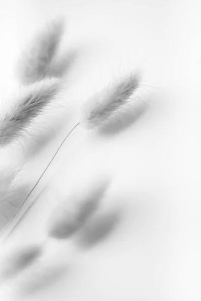 Herbarium Pussies Bouquet Flowers White Background — ストック写真