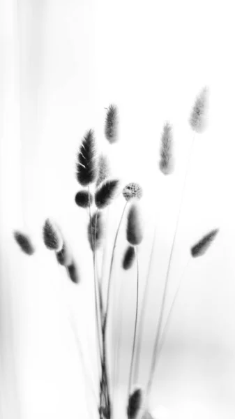 Herbarium Pussies Bouquet Flowers White Background — Φωτογραφία Αρχείου