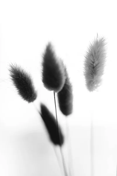 Herbarium Pussies Bouquet Flowers White Background — ストック写真