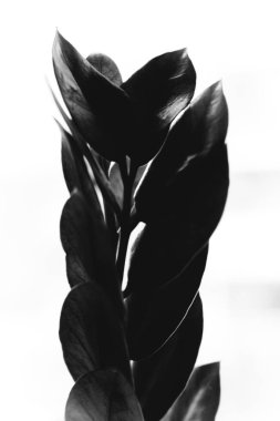 Stüdyo fotoğrafı siyah beyaz çiçekler ve bitkiler, beyaz arka planda çiçekler.