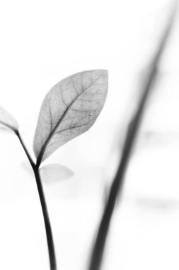 Stüdyo fotoğrafı siyah beyaz çiçekler ve bitkiler, beyaz arka planda çiçekler.