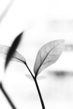 Stüdyo fotoğrafı siyah beyaz çiçekler ve bitkiler, beyaz arka planda çiçekler.