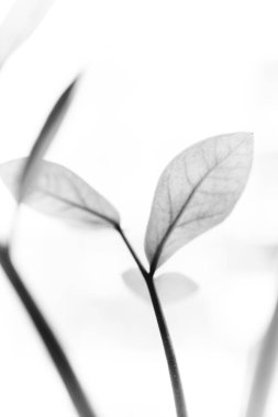 Stüdyo fotoğrafı siyah beyaz çiçekler ve bitkiler, beyaz arka planda çiçekler.