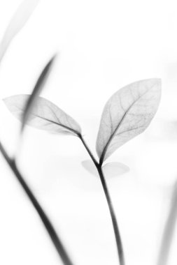 Stüdyo fotoğrafı siyah beyaz çiçekler ve bitkiler, beyaz arka planda çiçekler.