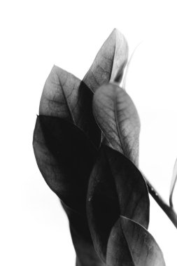 Stüdyo fotoğrafı siyah beyaz çiçekler ve bitkiler, beyaz arka planda çiçekler.