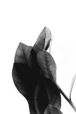 Stüdyo fotoğrafı siyah beyaz çiçekler ve bitkiler, beyaz arka planda çiçekler.