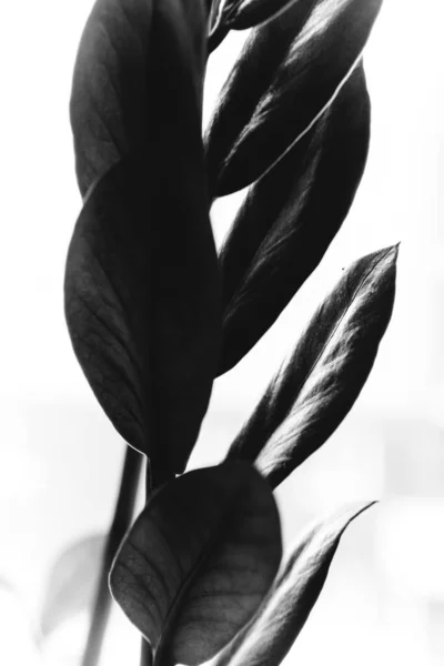 Студійне Фото Чорно Білих Квітів Рослин Квіти Білому Тлі — стокове фото