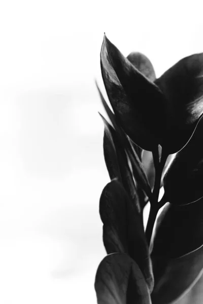 Studiofoto Schwarz Weiße Blumen Und Pflanzen Blumen Auf Weißem Hintergrund — Stockfoto
