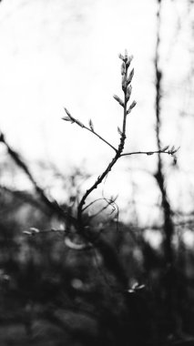 manzara fotoğrafı, ağaçlar ve doğa