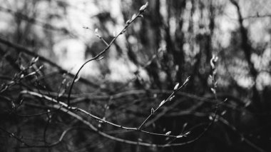 manzara fotoğrafı, ağaçlar ve doğa